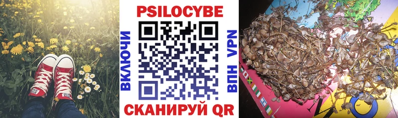 купить   Елизово  Псилоцибиновые грибы мицелий 